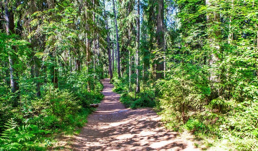 Тайны природы Ленинградской области: от болота Ламмин-Суо к Линдуловской роще (для заказных групп) – автобусные экскурсии для организованных групп