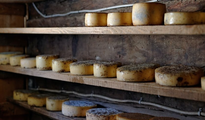 Сыр – загородные экскурсии от 3300 рублей Сыр – загородные экскурсии от 3300 рублей