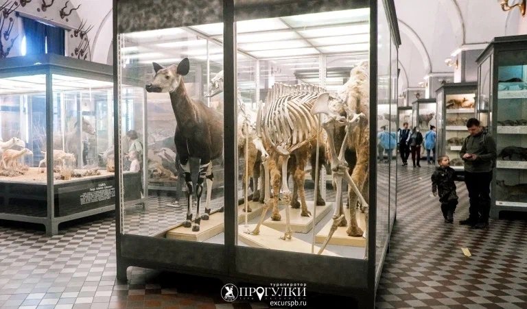 Животные Красной книги мира (Зоологический музей) – детские экскурсии от 700