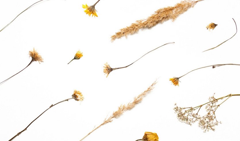 Гербарий – Экскурсии в музеи и общественные учреждения от 570 рублей