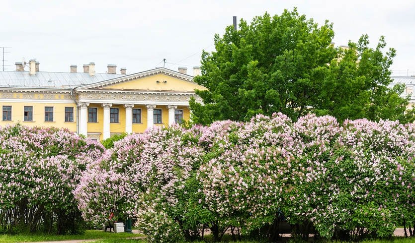 Сирень на марсовом поле фото