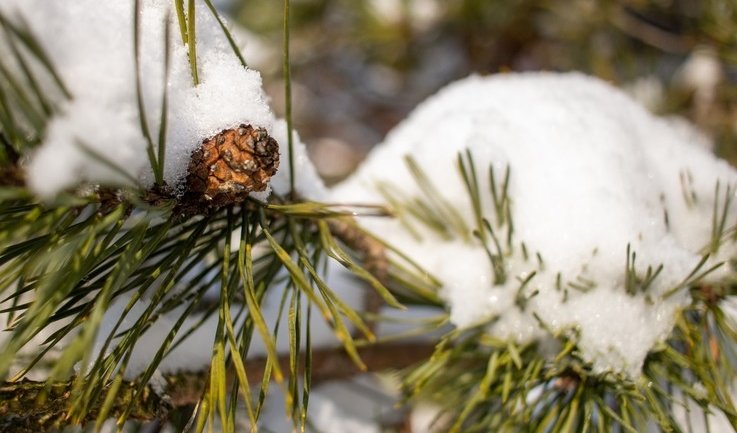 Новогодние декорации – новогодние программы для школьных групп от 2880 рублей