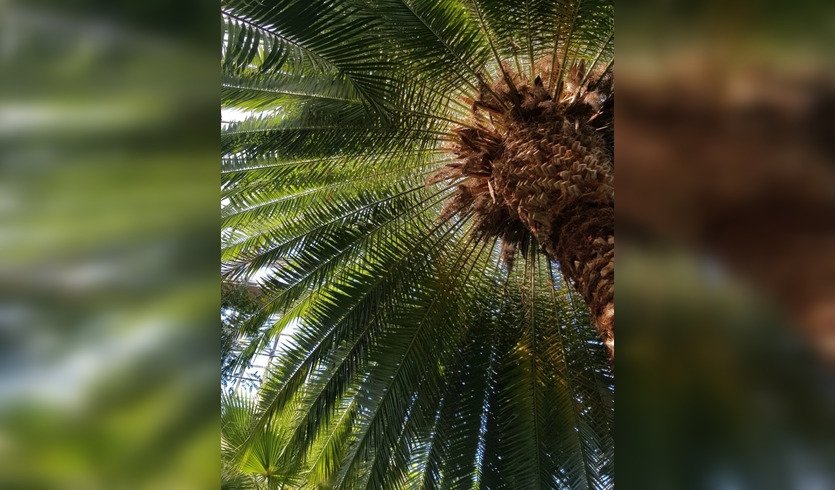 Ботанический сад Петра Великого (экскурсия для групп) — Интерьерные