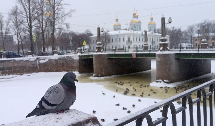 Семимостье – пешеходные экскурсии от 1500 рублей  Семимостье – пешеходные экскурсии от 1500 рублей