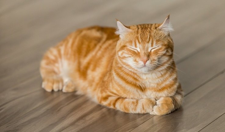 Замурчательный Петербург 2 — Пешеходные экскурсии