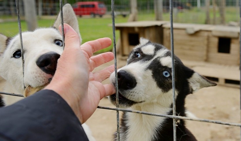 Вся Карелия – туры в Карелию от 10650 рублей