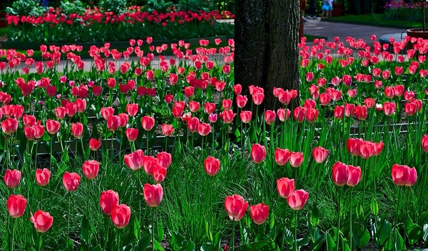 Весенний Санкт-Петербург  — Туры в СПб от 9270 рублей