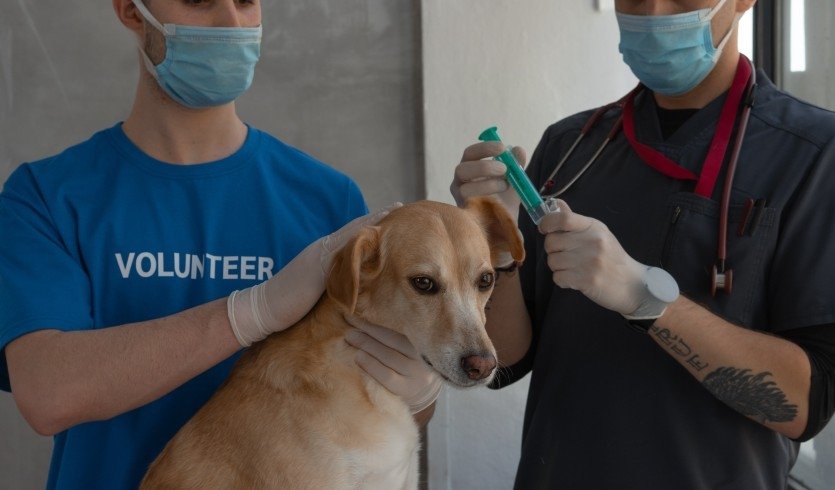 «Юный ветеринар» (интерактивная экскурсия) –  Экскурсии для школьников в Санкт-Петербурге под заказ от 1550 рублей Автор фото: Mikhail Nilov