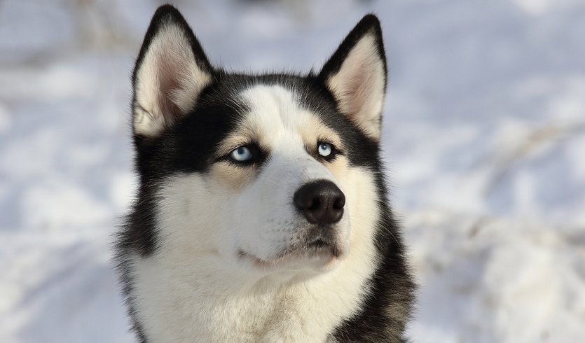 Новогодние приключения на Русском Севере – туры в Карелию от 21550 рублей Фотобанк Лори