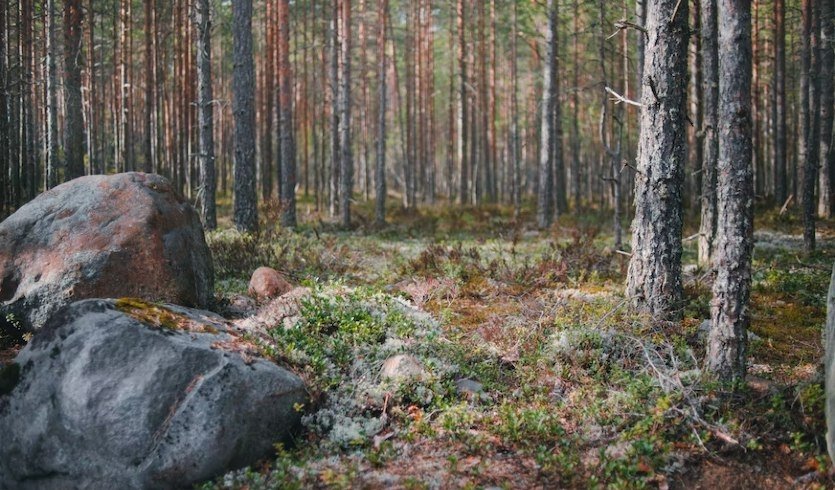 Тайга – Экскурсии для школьников в Санкт-Петербурге под заказ от 505 рублей