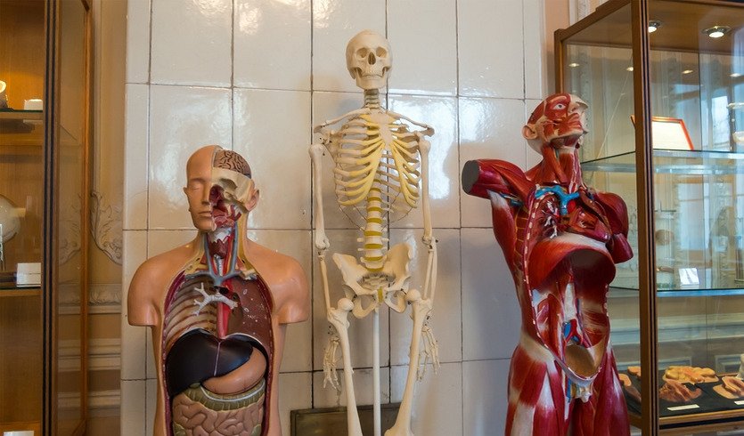 Экспозиция музея гигиены – экскурсии и программы для детей от 2000 рублей