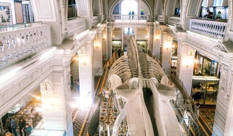 Животные Красной книги мира (Зоологический музей) – детские экскурсии от 700