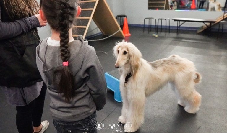 Кто такой кинолог – Детские экскурсии от 1200 рублей