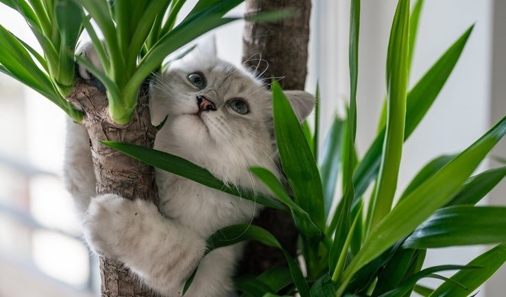 ЗаМурчательный Петербург (для школьных групп) – экскурсии и программы для детей от 975 рублей