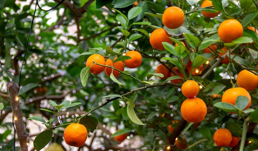 Кумкват – интерьерные экскурсии от 1350 рублей