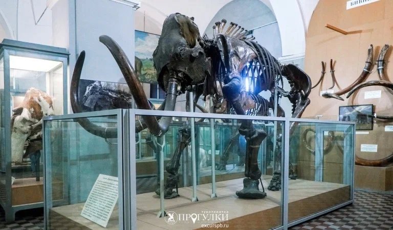 Зоологический музей — Сборные экскурсии для школьников в Санкт-Петербурге от 400 рублей