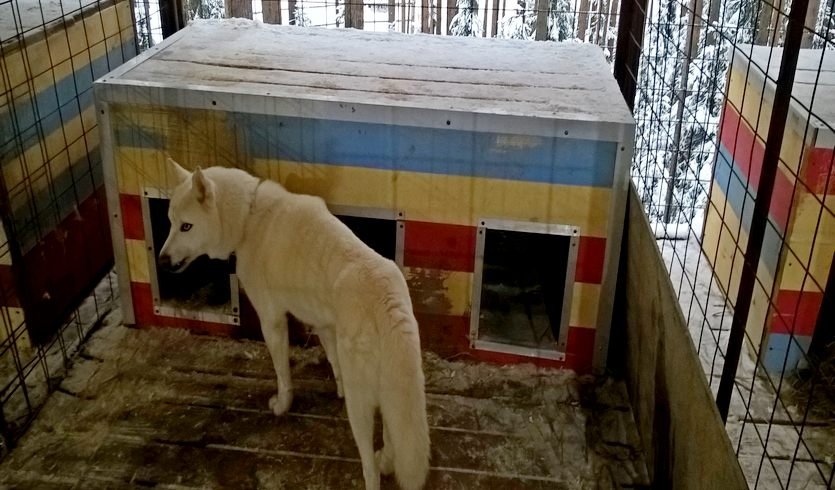 Зимний вояж по Карелии — фото №4 — Прогулки Зимний вояж по Карелии — туры в Карелию от 14450 руб.