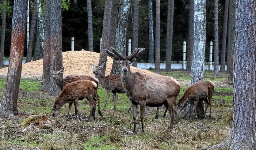 Музей природы – Туры и круизы из Петербурга от 12100 рублей