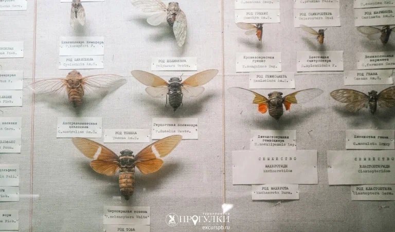 «Гиганты и карлики» (Зоологический музей) – фото №4 «Гиганты и карлики» (Зоологический музей) – детские экскурсии от 700