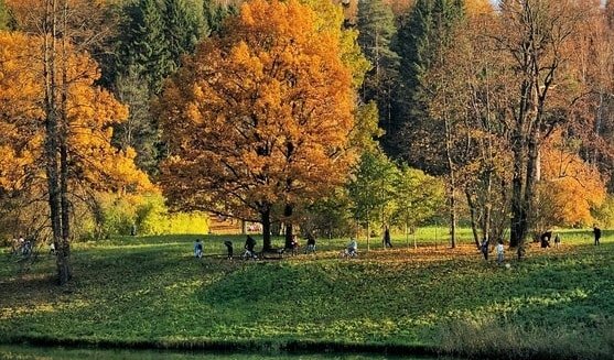 Павловский парк – пешеходные экскурсии для заказных групп от 530 рублей