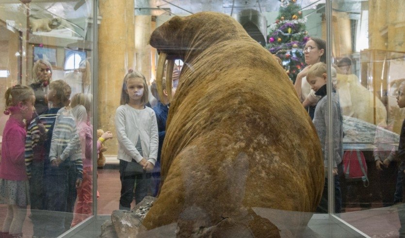 Музей Арктики и Антарктики – Сборные экскурсии, мастер-классы, квесты для школьников в Санкт-Петербурге от 750 рублей