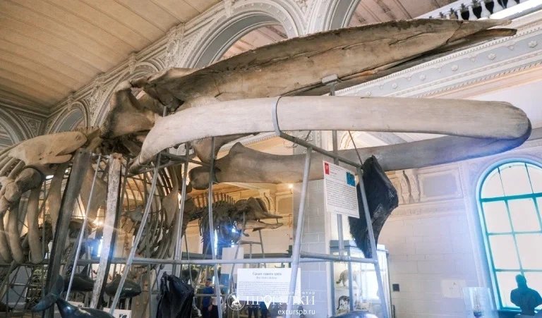 Животные разных материков (Зоологический музей) – экскурсии для школьников 