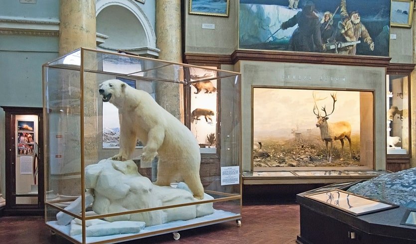 Фрагмент отдела «Природа Арктики» – музеи