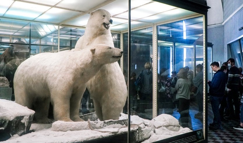 Экспозиция Зоологического музея – экскурсии и программы для детей от 1400 рублей