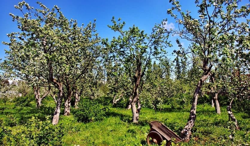 Яблоневый сад – автобусные загородные 7990 рублей