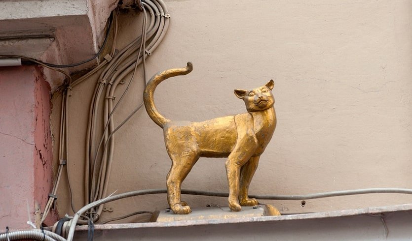Кот елисей и кошка василиса в санкт петербурге фото