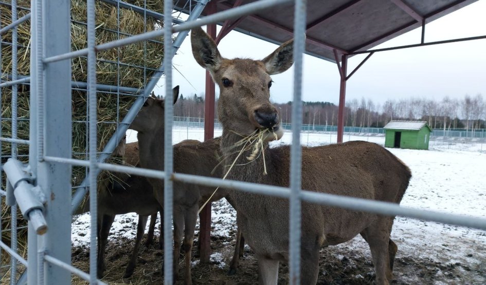 Карельский зоопарк  — туры в Карелию от 10950 рублей