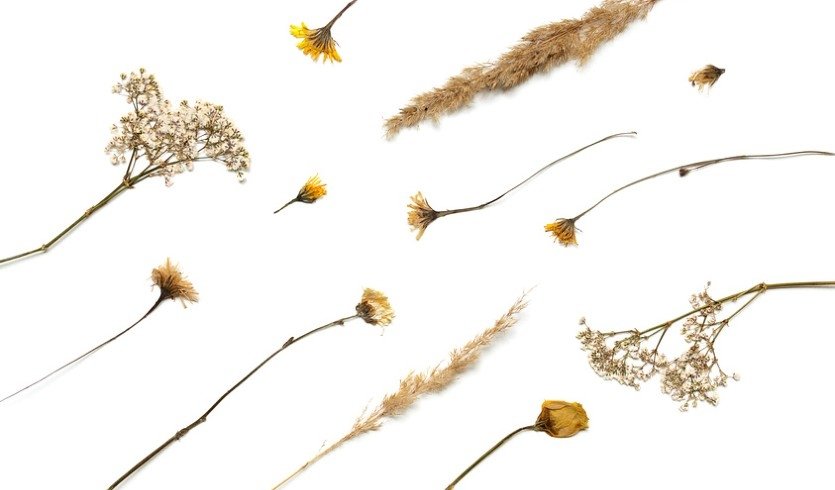 Гербарий – экскурсии в музеи и общественные учреждения от 600 рублей