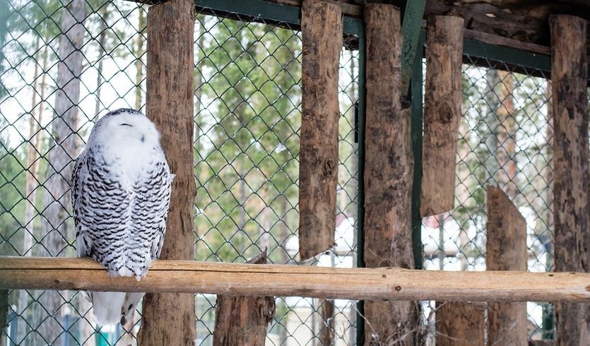 Полярная сова – туры в Великий Устюг от 6400 рублей