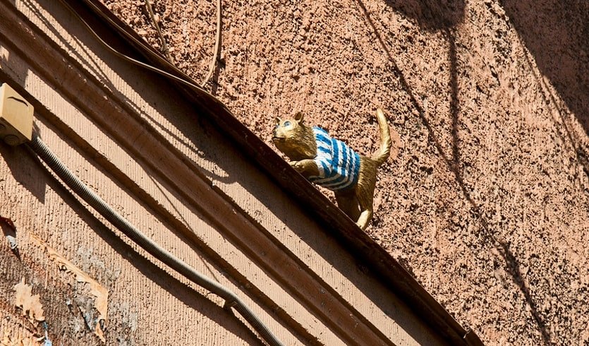 Митьковская кошка Тиша Матроскина  – пешеходные экскурсии от 1000 рублей