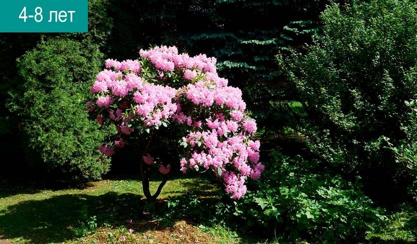 Игровая экскурсия «Самые-самые» (Ботанический Сад) - Сборные экскурсии для школьников в Санкт-Петербурге Игровая экскурсия «Самые-самые» (Ботанический Сад) - Сборные экскурсии для школьников в Санкт-Петербурге