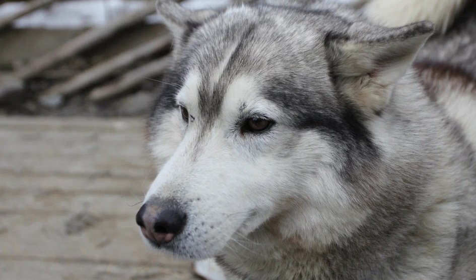 Питомник хаски – туры в Карелию от 3490 рублей