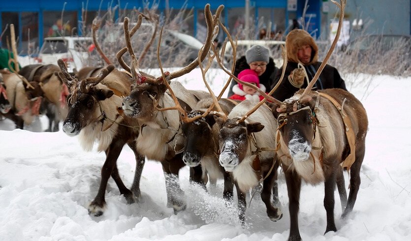 На Масленицу – к северным оленям! – автобусная экскурсия для организованных групп