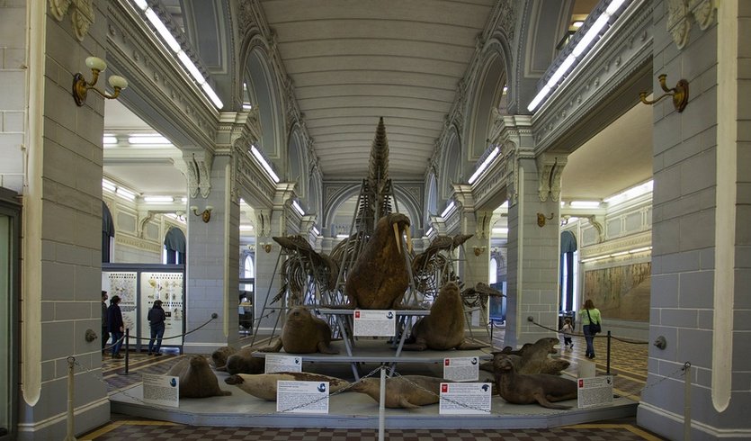 Зоологический музей — Сборные экскурсии для школьников в Санкт-Петербурге от 1150 рублей