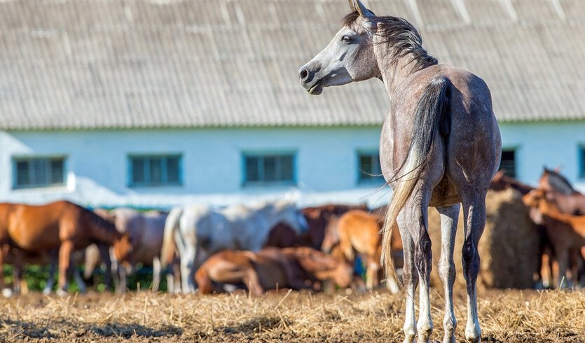 Дворянские усадьбы Лужской Швейцарии — Автобусные загородные