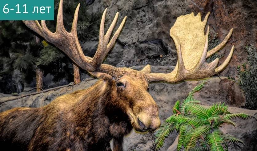 Интерактивная программа «Собака по имени Тигр» (Музей религии) – Сборные экскурсии, мастер-классы, квесты для школьников в Санкт-Петербурге от 600 рублей