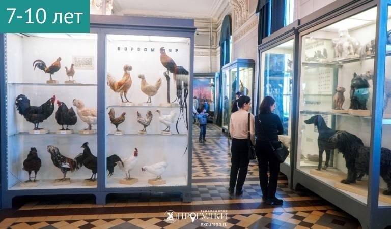 Происхождение домашних животных (Зоологический музей) — Сборные экскурсии для школьников в Санкт-Петербурге от 400 рублей