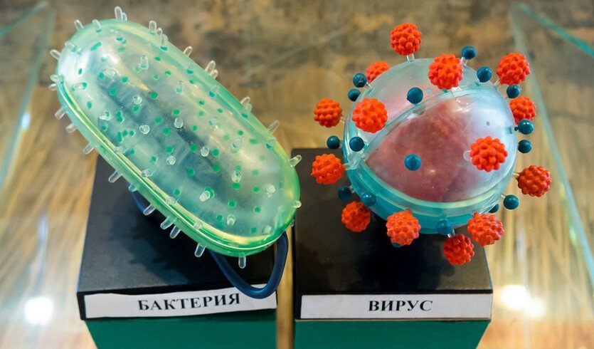 Модели бактерии и вируса в зале "Профилактика инфекционных заболеваний" музея гигиены города Санкт-Петербург – сборные экскурсии для школьников в Санкт-Петербурге Модели бактерии и вируса в зале "Профилактика инфекционных заболеваний" музея гигиены города Санкт-Петербург – сборные экскурсии для школьников в Санкт-Петербурге