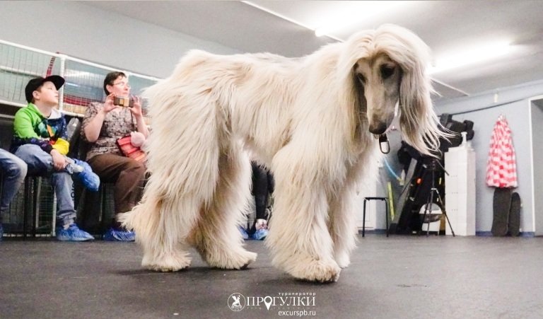 Кто такой кинолог – Детские экскурсии от 1200 рублей