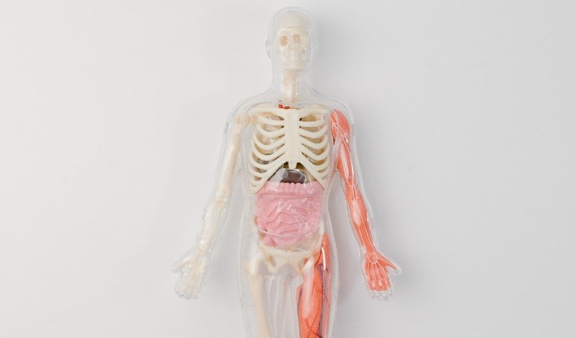 Скелет человека – Сборные экскурсии, мастер-классы, квесты для школьников в Санкт-Петербурге от 600 рублей