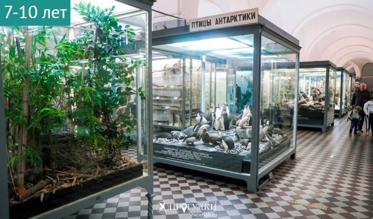 Животные разных материков (Зоологический музей) – сборные экскурсии для школьников в Санкт-Петербурге от 450 рублей