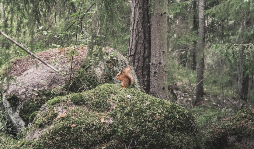Средневековый Выборг с рыцарским поединком – Индивидуальные (VIP) экскурсии и туры в Санкт-Петербурге от 3100 руб.