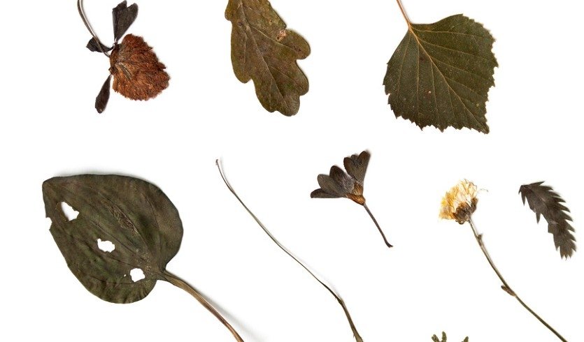 Гербарий – экскурсии в музеи и общественные учреждения от 600 рублей