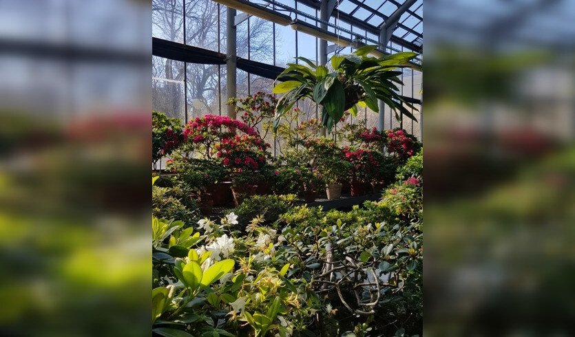 Ботанический сад Петра Великого (экскурсия для групп) — Интерьерные