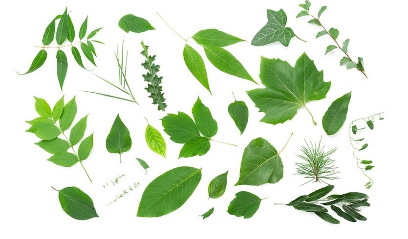 Листья – экскурсии в музеи и общественные учреждения от 600 рублей