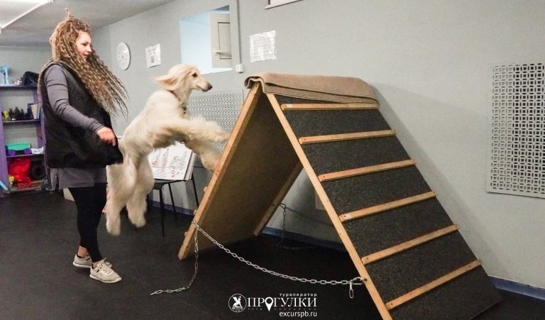 Кто такой кинолог – Детские экскурсии от 1200 рублей